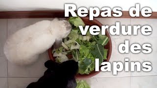 Repas de verdure des lapins  prix  quantité  variété [upl. by Oznofla]