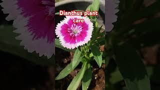 Dianthus plant care wintersflowersgarden viralvideo [upl. by Etnelav]