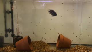 Black Convict Cichlid Breeding [upl. by Anyk448]