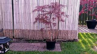 Acer Inaba Shidare Japanese Maple  3rd September 2017 [upl. by Abbey]