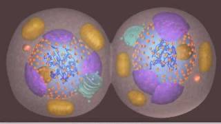 Mitosis [upl. by Lerred]