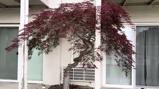 Elegant Japanese laceleaf maple pruned on June 1st in Kirkland WA [upl. by Suzann]