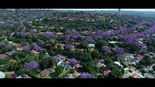 🇿🇦 Jacaranda mimosifolia is a subtropical tree South Africa drone footage [upl. by Eikin]