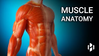 Anatomy of Human Muscles [upl. by Milman174]