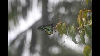 Back from the Brink Part 6 The Richmond Birdwing Butterfly [upl. by Avlasor559]