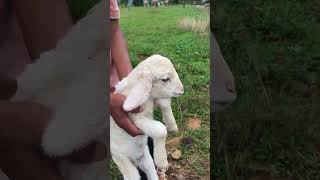 Cute baby Sheep [upl. by Hulen]