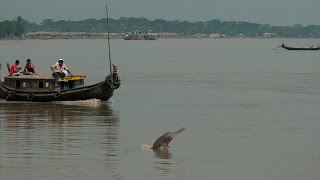 Shushuk Our Rivers and Mankind শুশুক নদী এবং আমরা [upl. by Tay368]