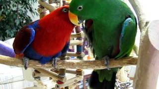 Killian Flirting with Kaleena  Eclectus Parrots [upl. by Blondie]