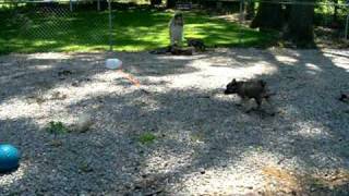 Norwegian Elkhound Puppies at 912 Weeks Old [upl. by Grosberg]