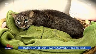 Roma gatti rapiti da accumulatrice seriale  La Vita in diretta  31032023 [upl. by Aerdnaid164]