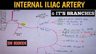 Internal Iliac Artery anatomy and its Branches in Simple Way  Lower Limb Anatomy [upl. by Ecirtnahc]