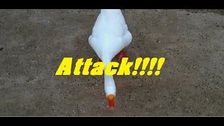 AGGRESSIVE GOOSE ATTACK [upl. by Riegel]