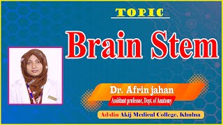 Brain Stem II Dr Afrin jahan II Dept Of Anatomy II AAMC II Online Class II [upl. by Helgeson]