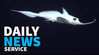 Deep sea spookfish spotted  DNS [upl. by Jada923]