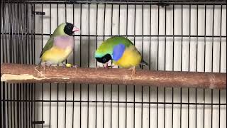 Gouldian finch Mating dance [upl. by Cliffes]