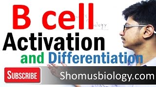 B cell activation and differentiation [upl. by Hutchinson508]