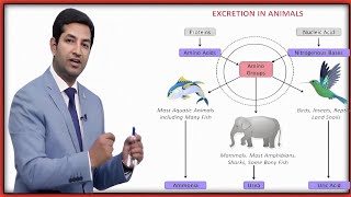 Lec5excretion in animals 2nd year biology by pgc [upl. by Marigold423]