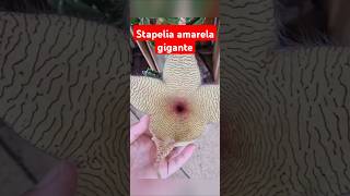 Cacto estrela ou stapelia [upl. by Benge]