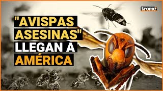 AVISPAS ASESINAS Nueva plaga amenaza a EEUU en medio de la pandemia de coronavirus [upl. by Yojal454]