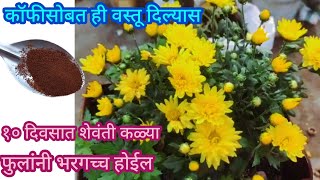 भरपूर फुलांसाठी शेवंतीला दया हे खतOrganic fertilizerspgardeningmarathi [upl. by Kato]