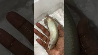 Unboxing Golden pearl arowana Albino arowana ❤️ fish arowanafish arowana exotic fishhobby [upl. by Trutko]