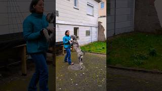 Spielerische Elemente im Hundetraining Auflockerung der Unterordnung hundetraining schnauzer [upl. by Yahsan43]