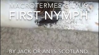 Macrotermes gilvus mound termite king and queens first nymph [upl. by Hanshaw911]