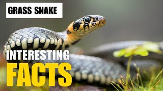 Most Interesting Facts About Grass Snake  Interesting Facts  The Beast World [upl. by Bussey]