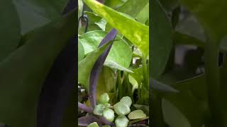 Best plant for Bedroom Bedroom me lagane wale plant shortsvideo trending gardenplants [upl. by Egdirdle]