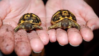 SEPARATING TORTOISE TWINS [upl. by Ingram]