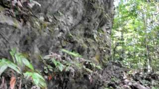 Visit the habitat of ladys slipper orchid Paphiopedilum stoneipart 2 [upl. by Nrehtac278]