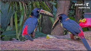 Panama Fruit Feeder at Canopy Lodge exploreorg 20241026 [upl. by Baruch]