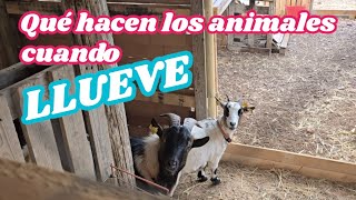 Llueve en Ibiza Qué hacen los animales cuando llueve [upl. by Dyan]