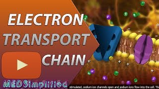 Electron Transport Chain ETC Made Easy [upl. by Male]