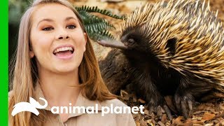 Bindi Releases Little Grub The Echidna Back Into The Wild  Crikey Its The Irwins [upl. by Pall227]