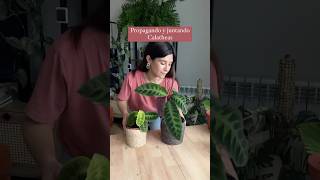 Juntando dos plantas en una más frondosa calathea plantasdecasa plantasdeinterior plantlover [upl. by Schinica]