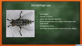 Lalat Demodex sp Sarcoptes scabiei dan Pediculus humanus capitis [upl. by Aynodal18]