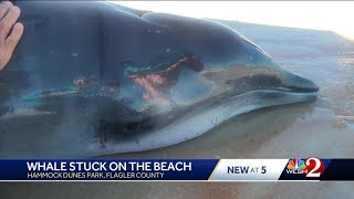 Beaked whale washes ashore in Flagler County [upl. by Pendergast]