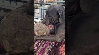 Cane corso play with boll 👺🥰alphathedogo dogoargentino canecorso dogbreeds labrador [upl. by Stephania]