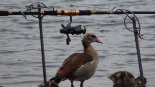 Egyptian Goose [upl. by Asyla908]