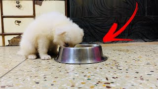 40 To 50 Days Old Indian Spitz Puppy Diet Plan Indian spitz diet Puppy Diet [upl. by Joletta]