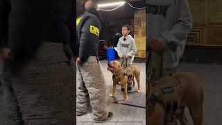 Un Chien Militaire Montre Ses Compétences 🤯 expliqué [upl. by Reste]