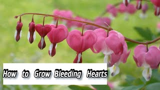 Dicentra  How to Grow Bleeding Hearts  How to Plant Dicentra [upl. by Tima]