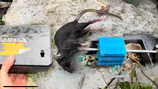 LA CHASSE AU RAT 🐀 EST OUVERTE Pose d’une boîte à poison  Le rat 🐀 se noie dans la piscine [upl. by Mcclenon]