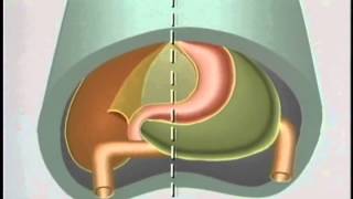 Embryological Development of GastroIntestinal Tract  ACLAND [upl. by Manouch873]