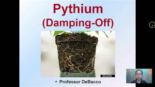 Pythium Damping Off [upl. by Parthinia]