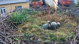 Čápi Ústí nad Orlicí  Páté čápátko bojuje o život  The fifth storklet is fighting for its life [upl. by Thorlay852]