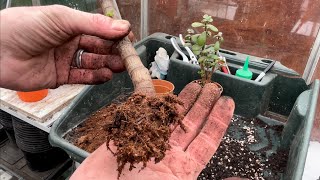 Propagating Jade Plants from Thick Cuttings  Crassula Ovata Houseplant [upl. by Ralyks555]