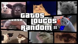 Gatos engraçados e Loucos Random 5  Funny and Crazy Cats [upl. by Yelssew952]