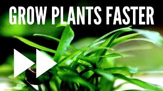 How to Grow Aquatic Plants Fast [upl. by Sankey]